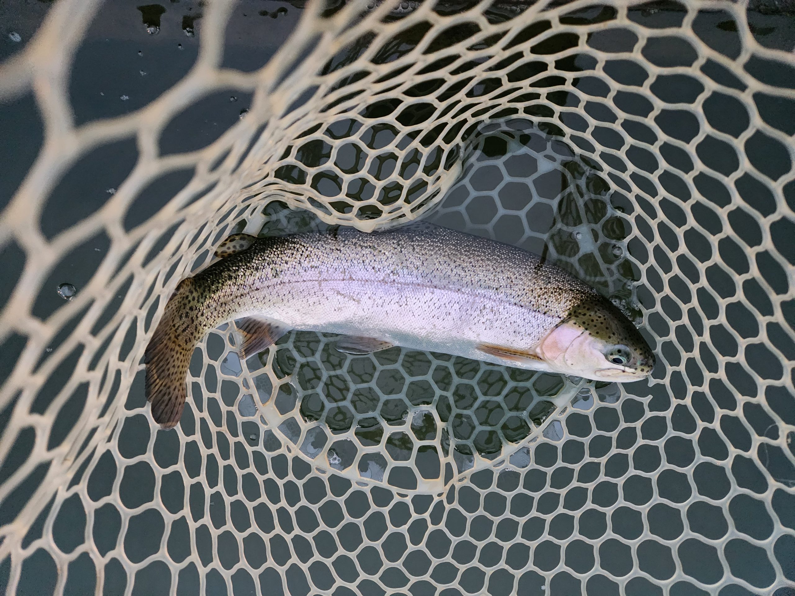 3月20日（金・祝）あきる野市　ひらさん