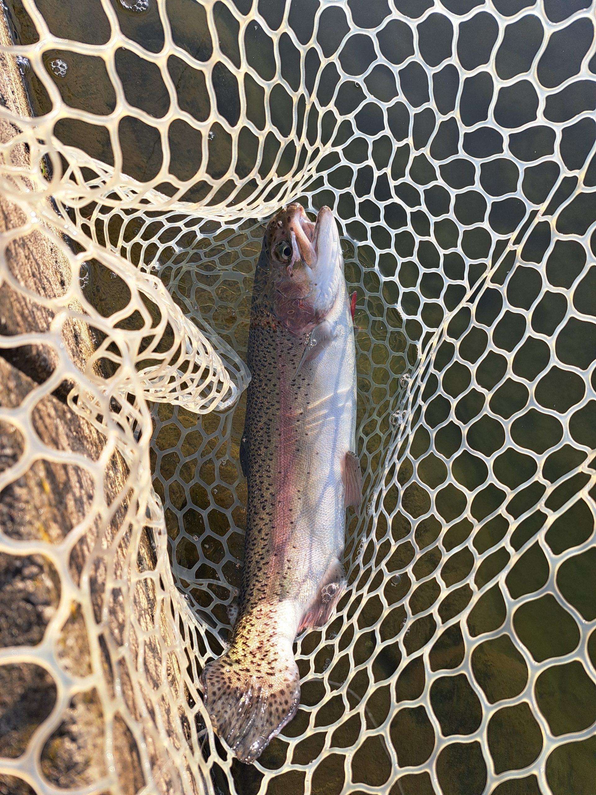 3月21日(土)　稲城市　さかいさん