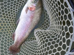 3月21日(土)　市川市　RORSさん