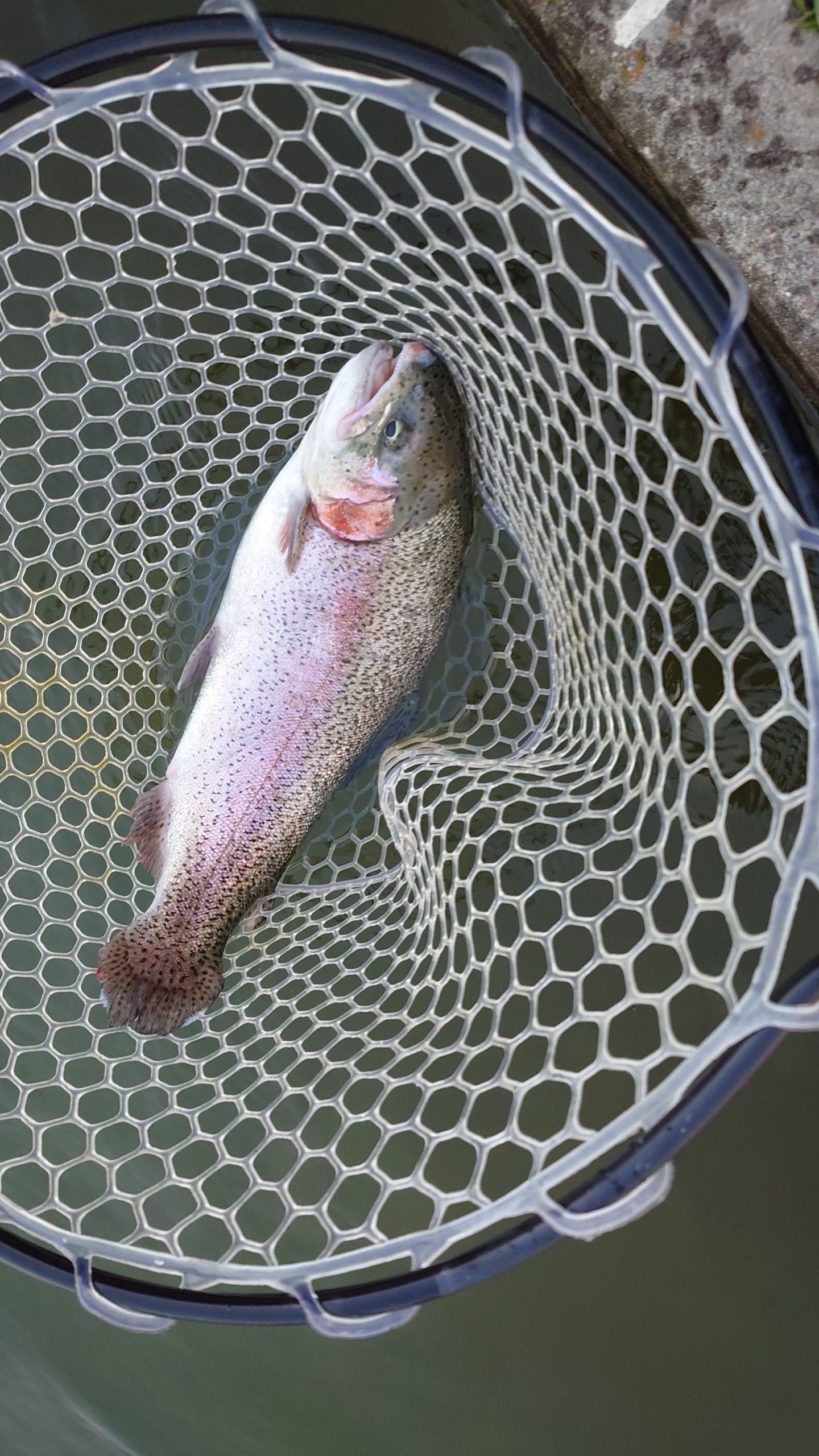 3月21日(土)　市川市　RORSさん