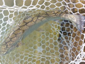 3月22日（日）武蔵野市　武蔵野金魚さん