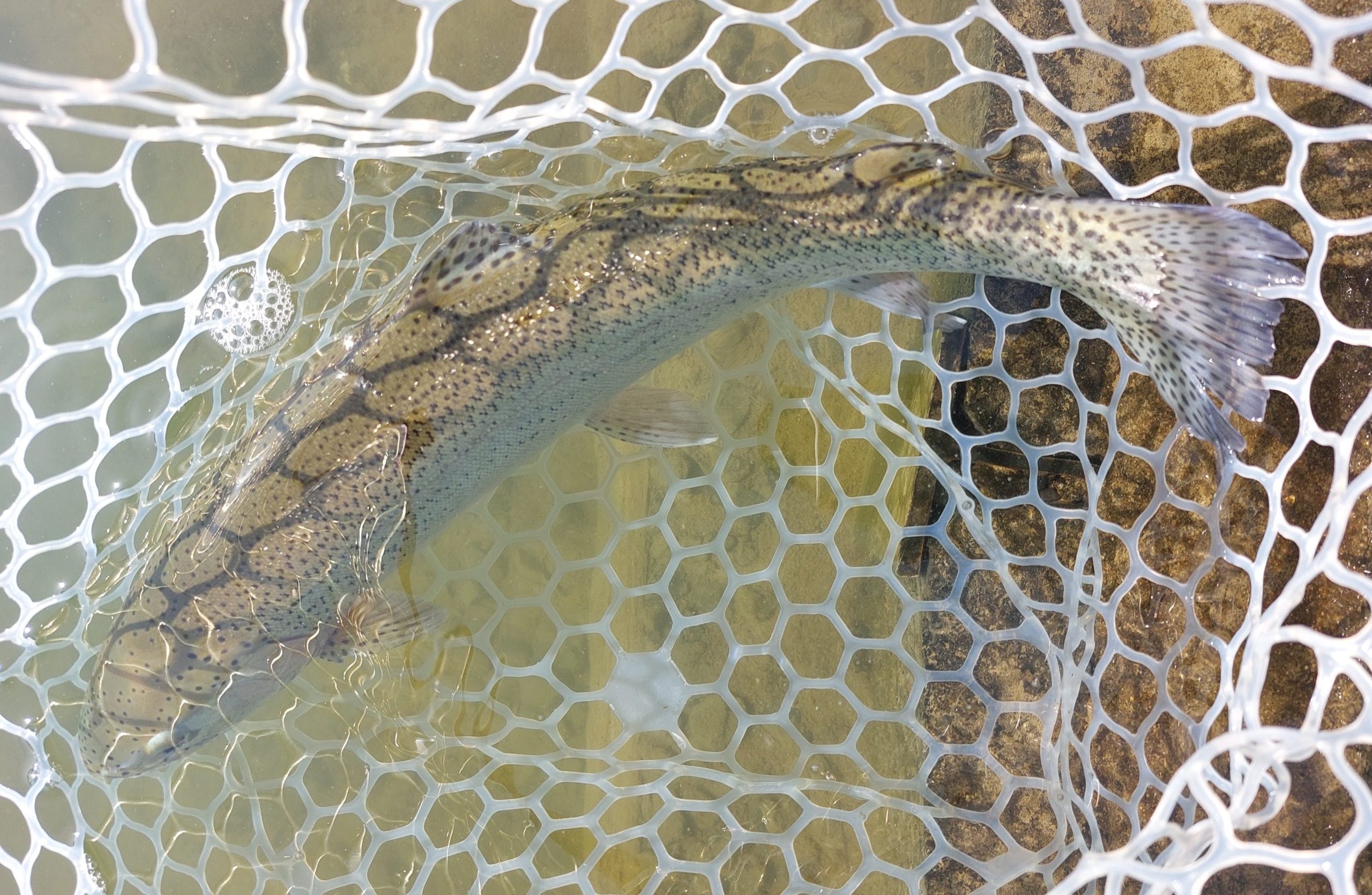 3月22日（日）武蔵野市　武蔵野金魚さん