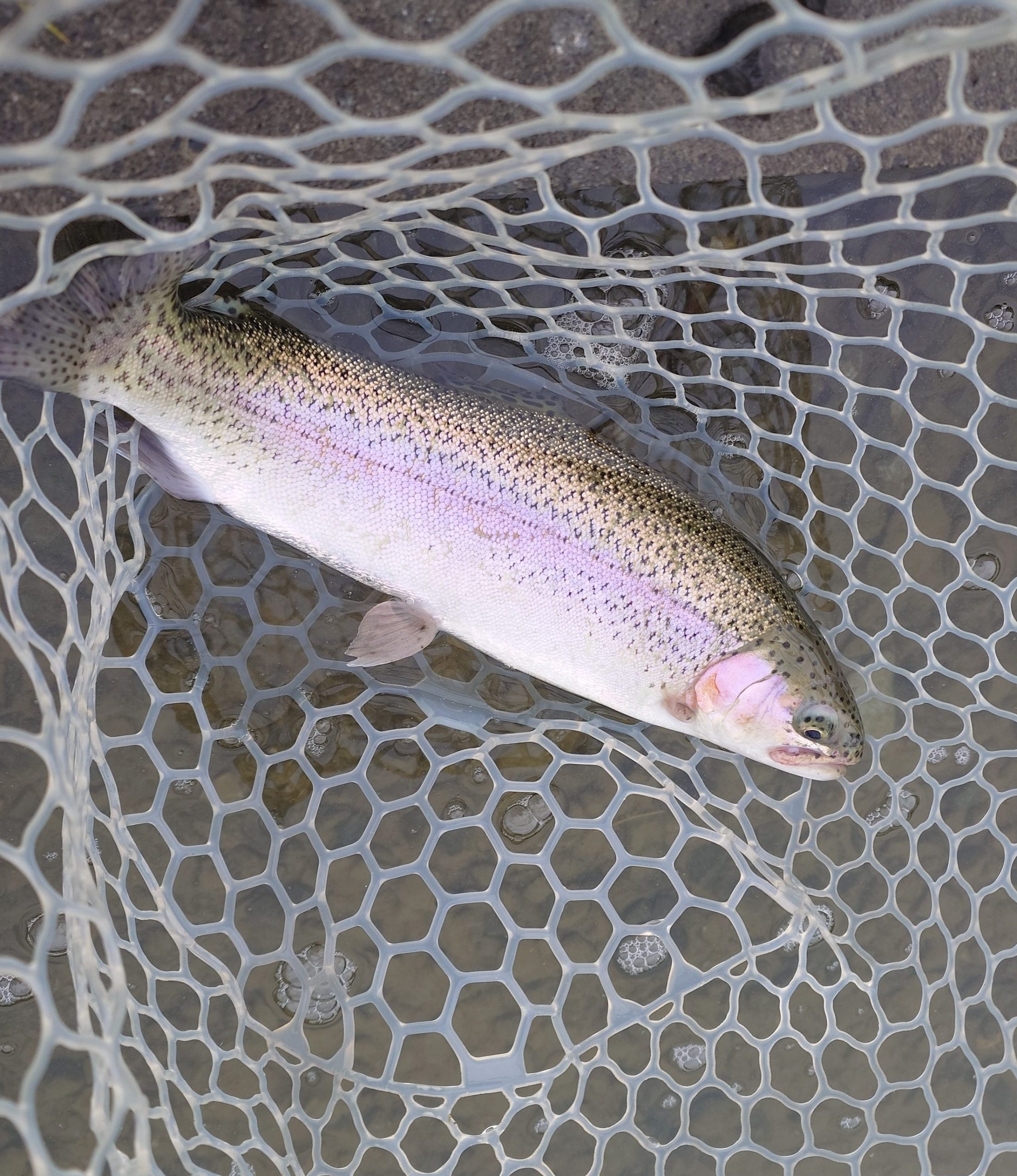 3月23日（月）坂戸市　イチローさん