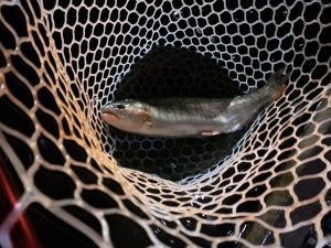 3月28日(土)　稲城市　さかいさん