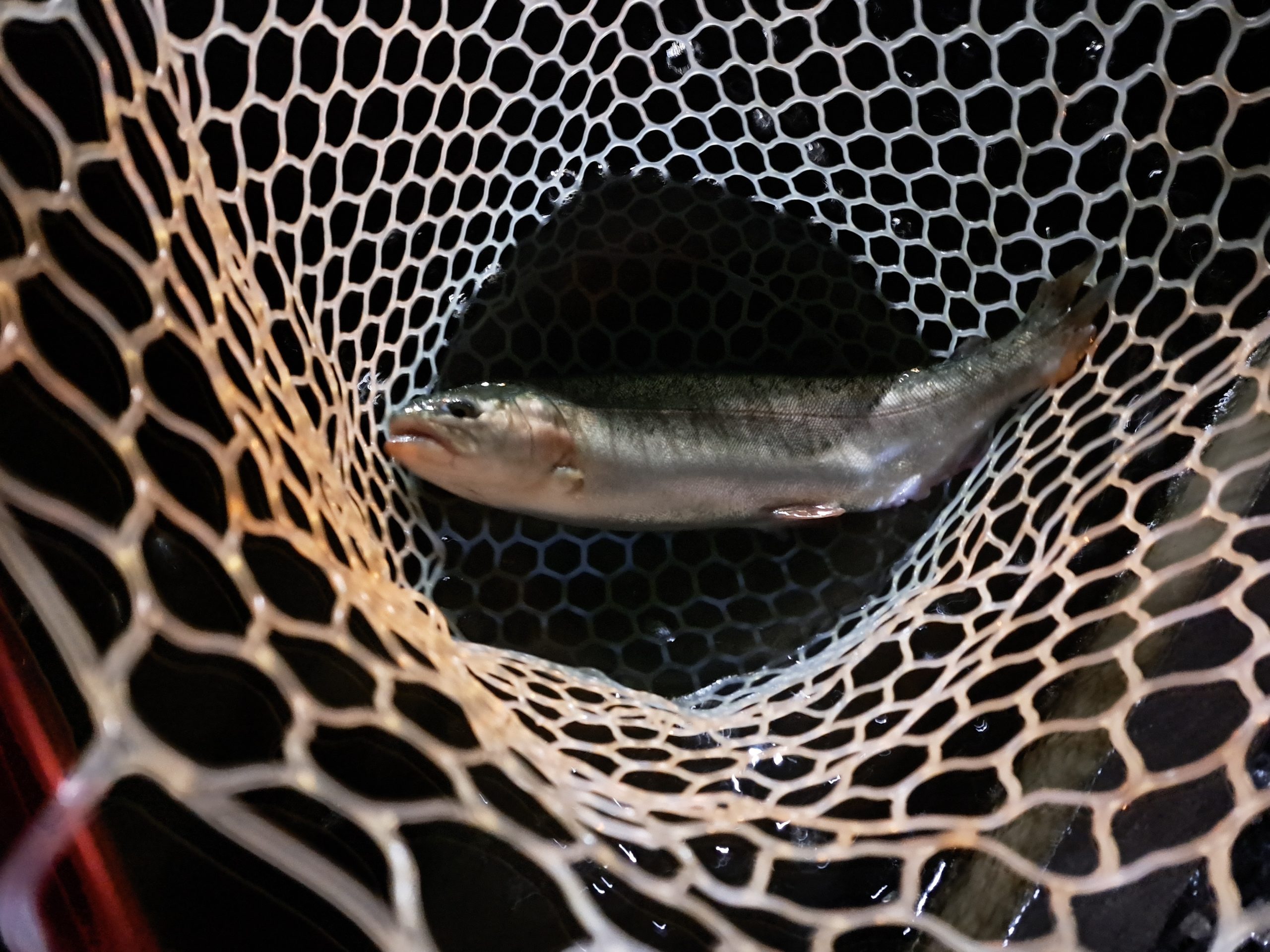 3月28日(土) 稲城市 さかいさん