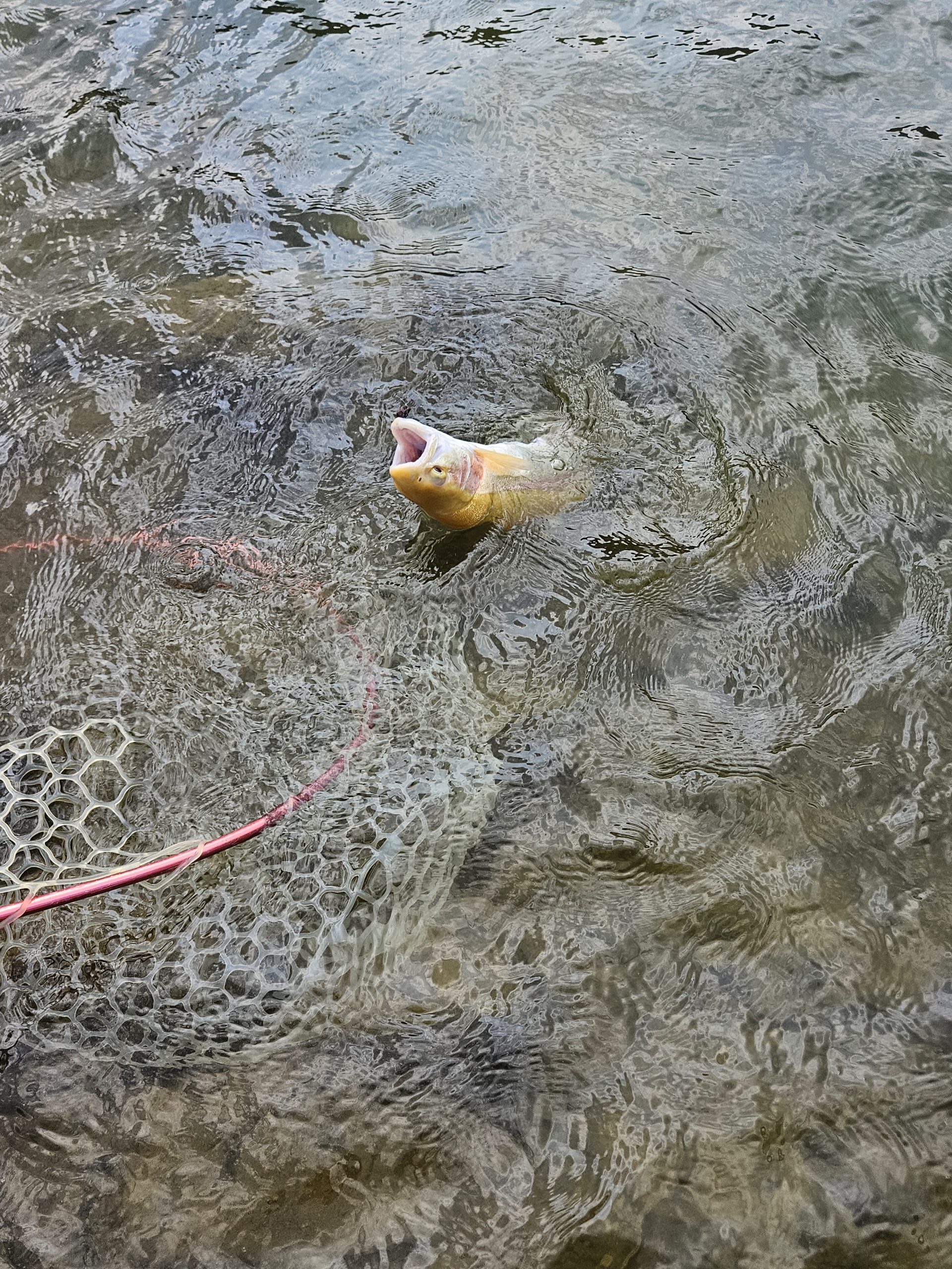 3月29日（日）杉並区　さいとうさん