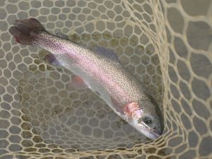 3月30日（月）坂戸市　イチローさん