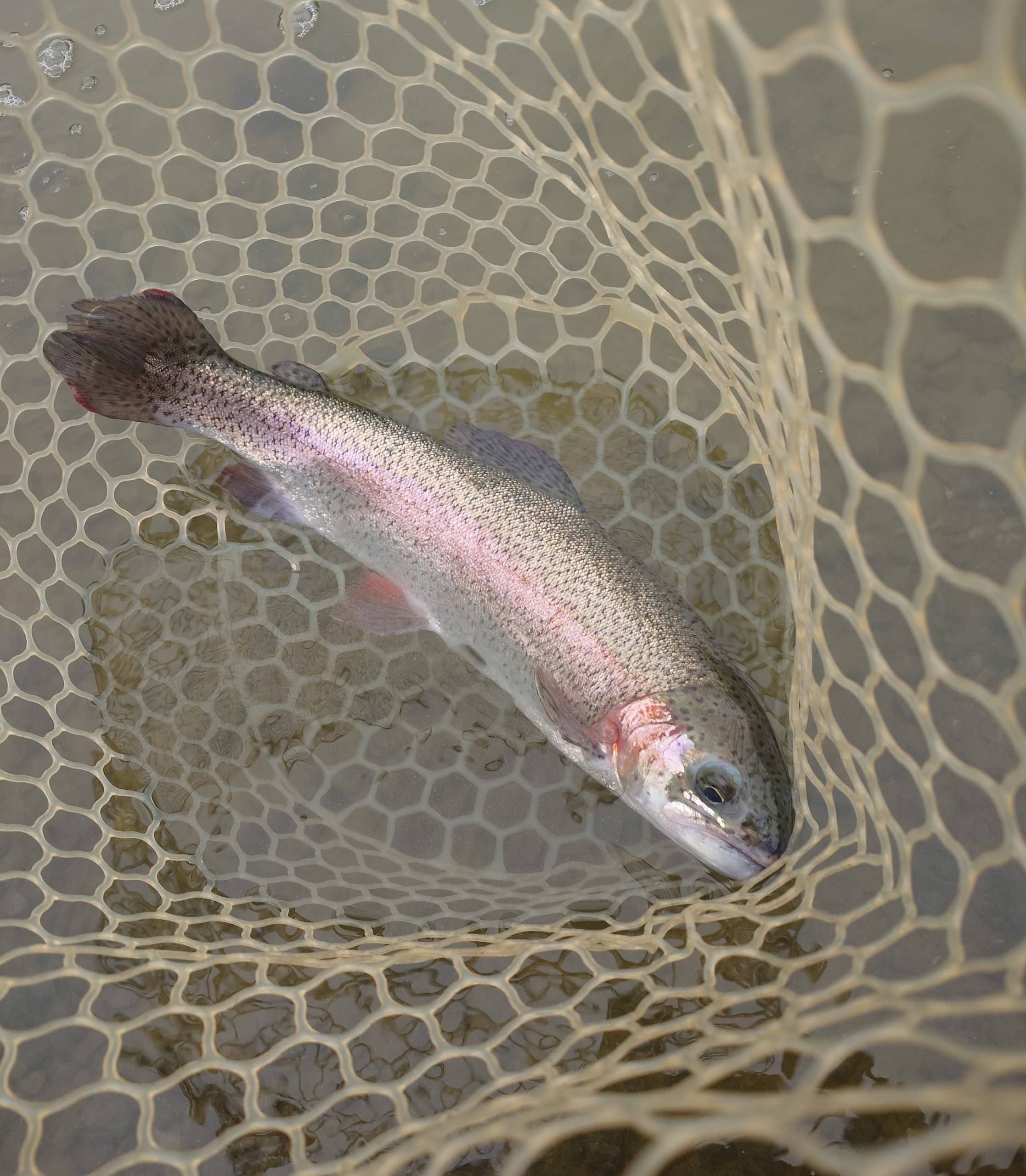 3月30日（月）坂戸市　イチローさん