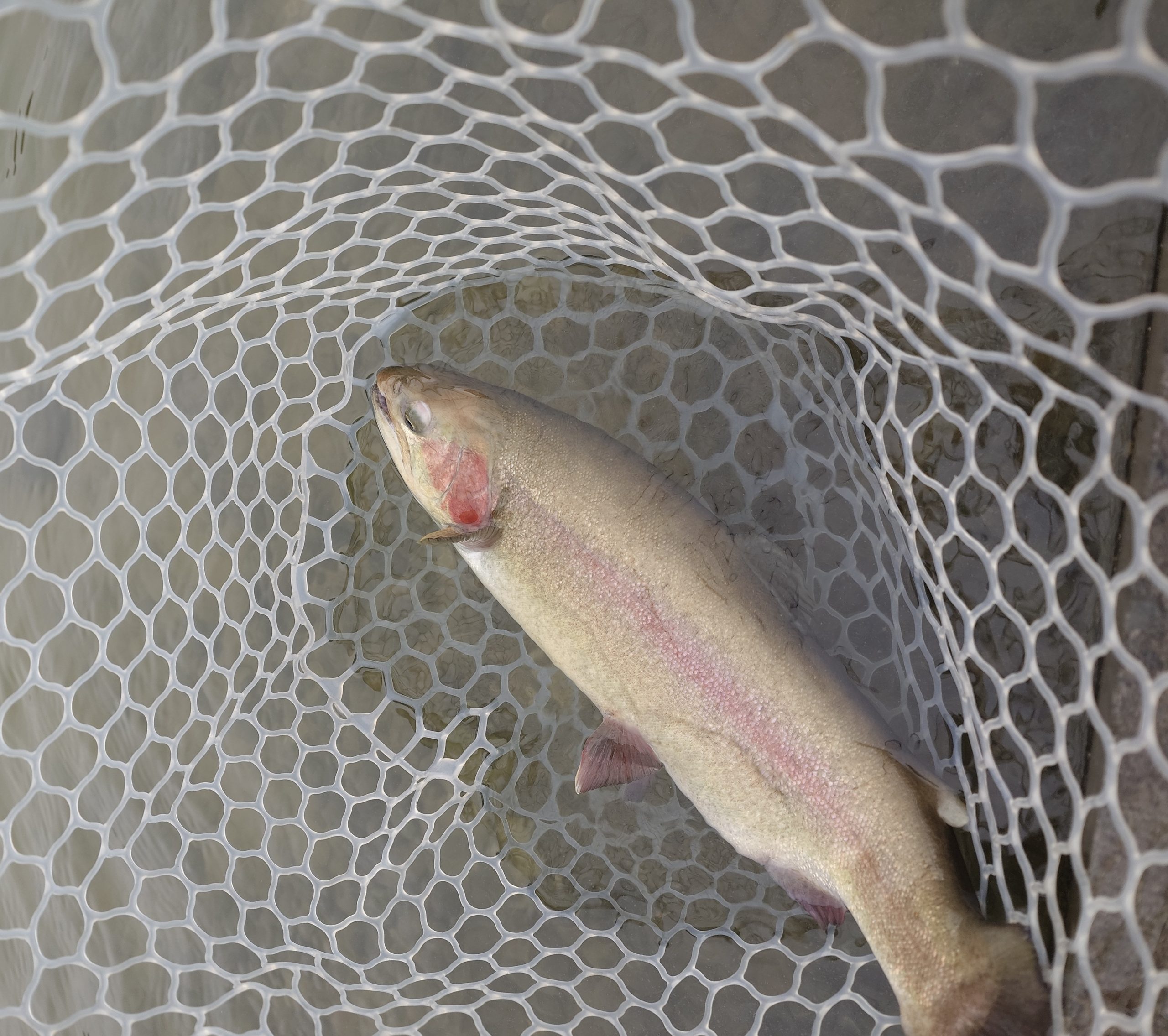 3月2日（月）坂戸市　イチロー　さん