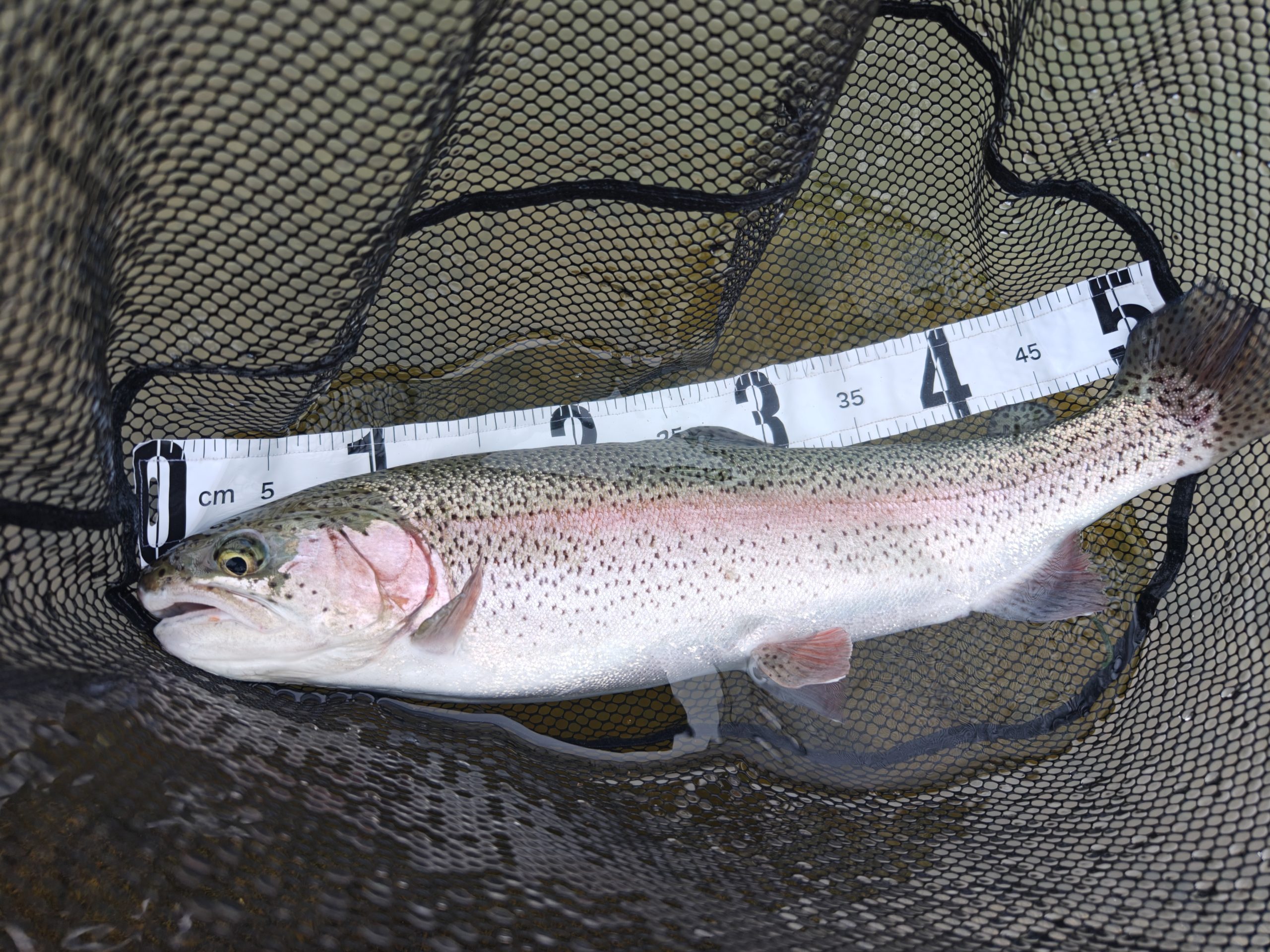 3月25日（水）武蔵村山市　佐藤さん