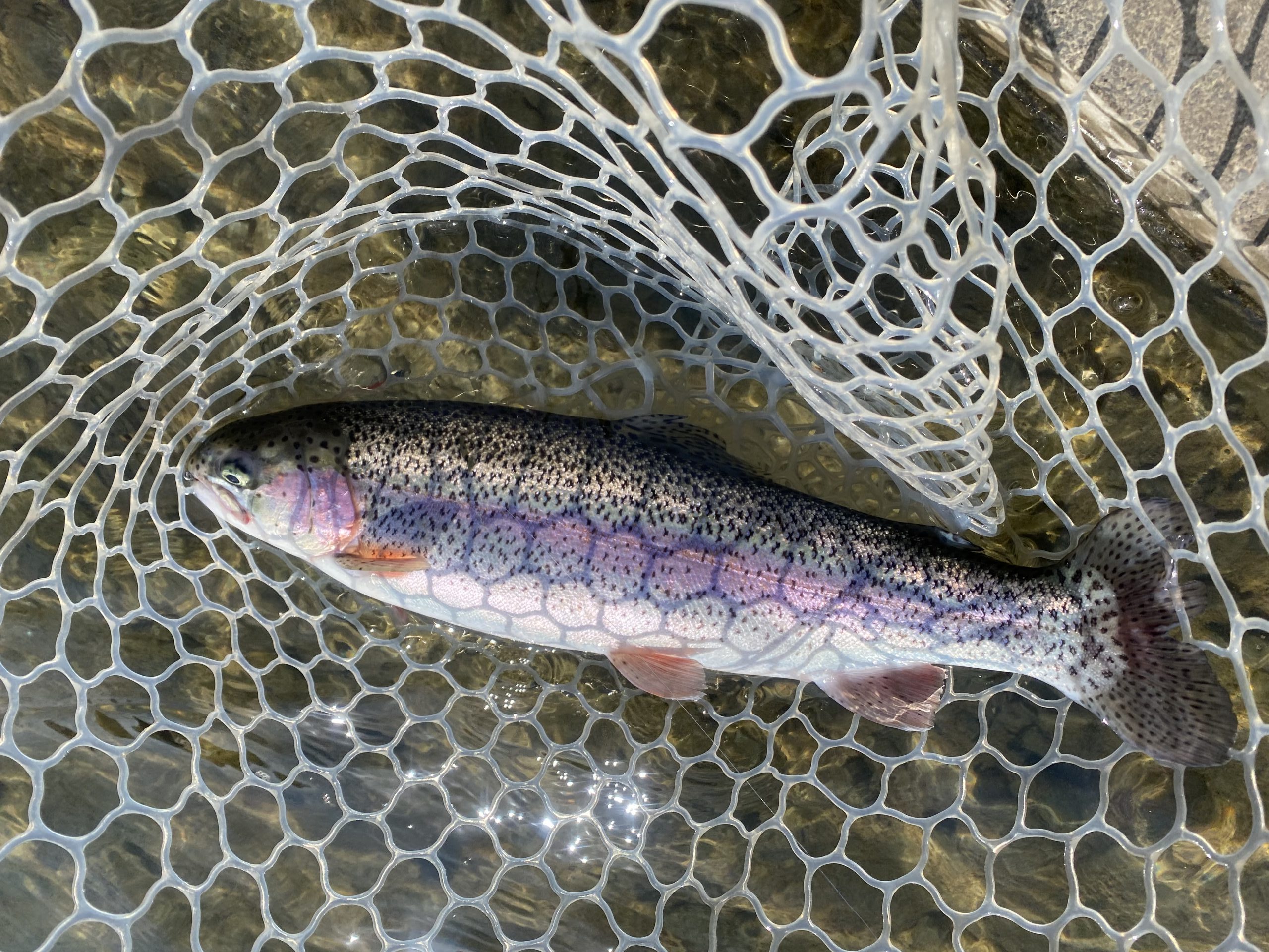 3月17日（火）坂戸市　タロヤンさん