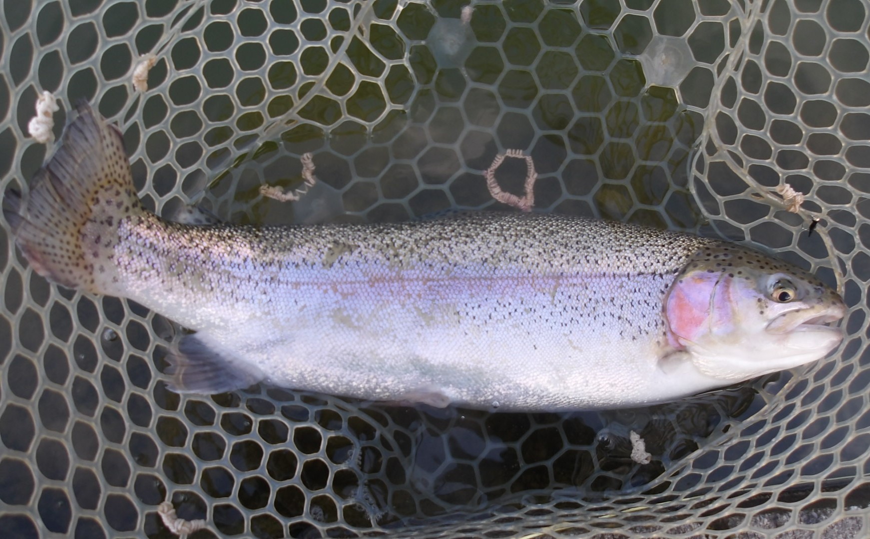 3月10日（火）三鷹市　kazu53さん