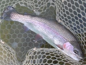 3月15日（日）三鷹市　 kazu53さん