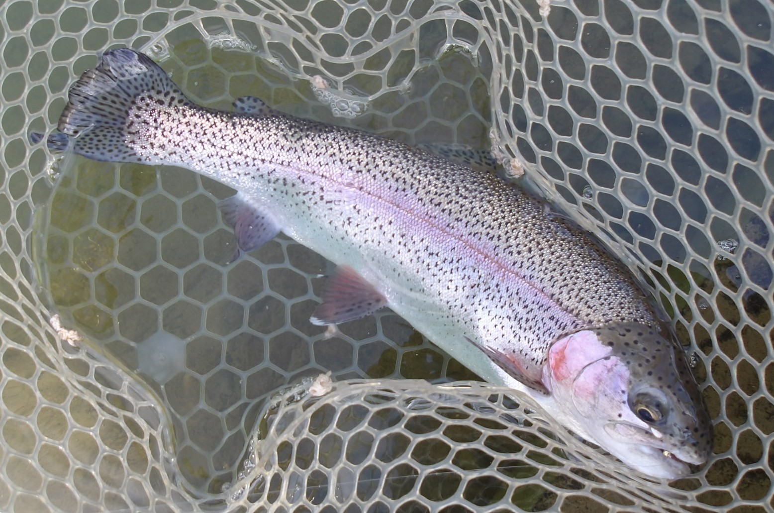 3月15日（日）三鷹市　 kazu53さん