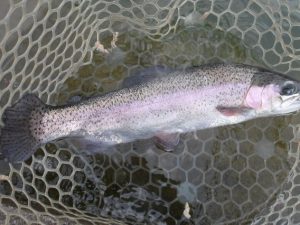 3月30日(月)　三鷹市　Kazu53さん