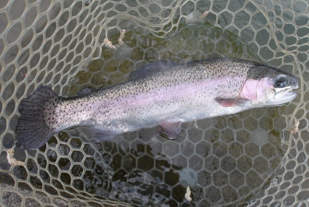 3月30日(月) 三鷹市 Kazu53さん