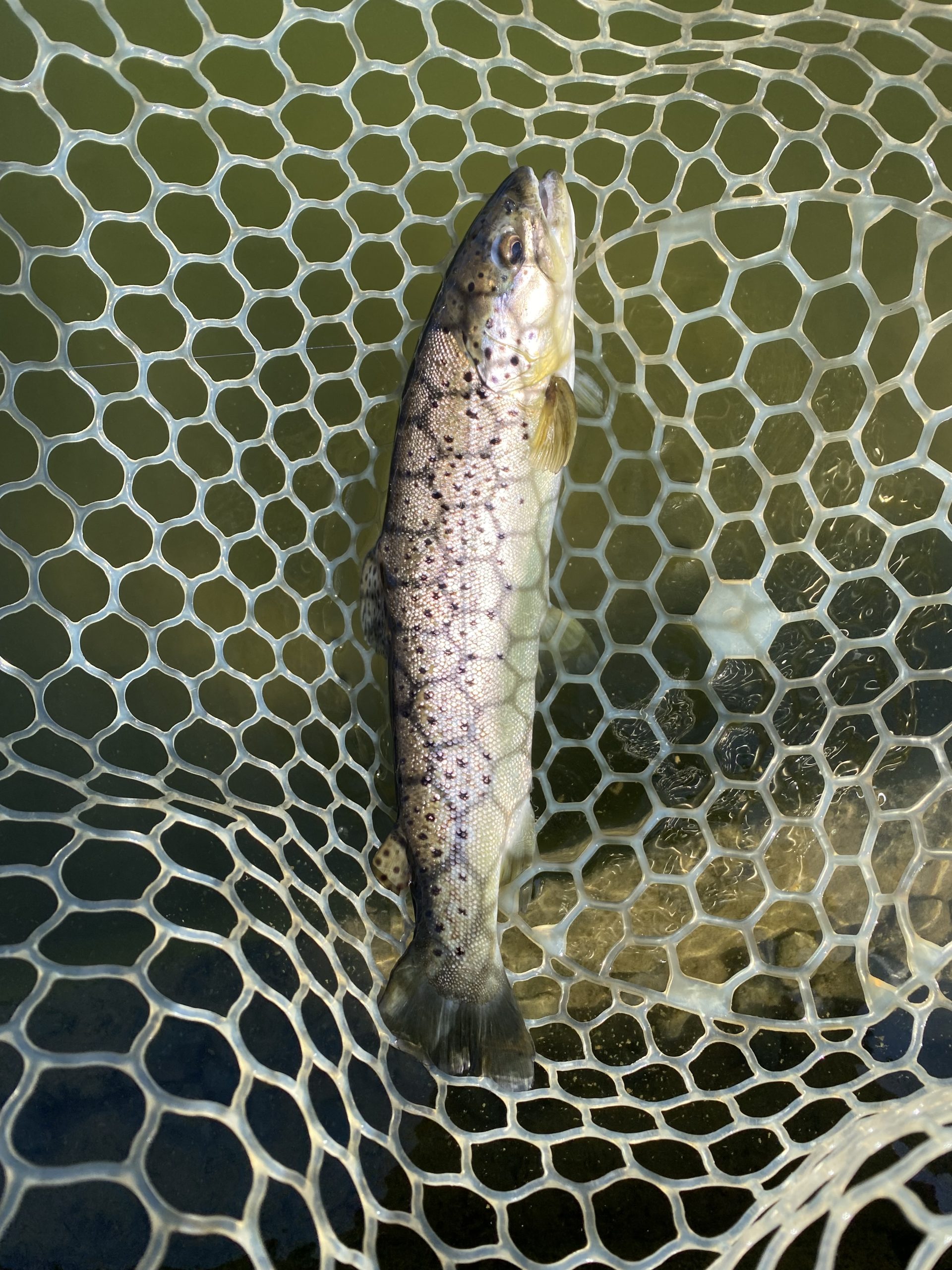 3月11日(水)　坂戸市　タロヤンさん