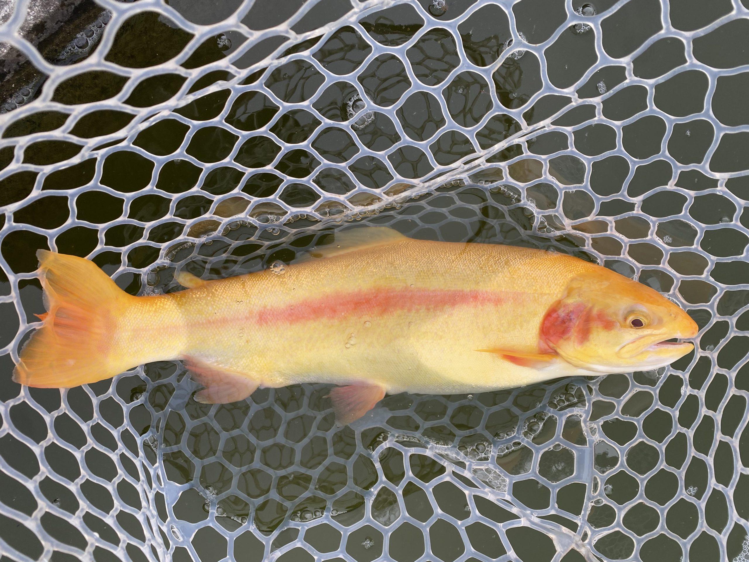 3月2日（月）坂戸市　タロヤン　さん