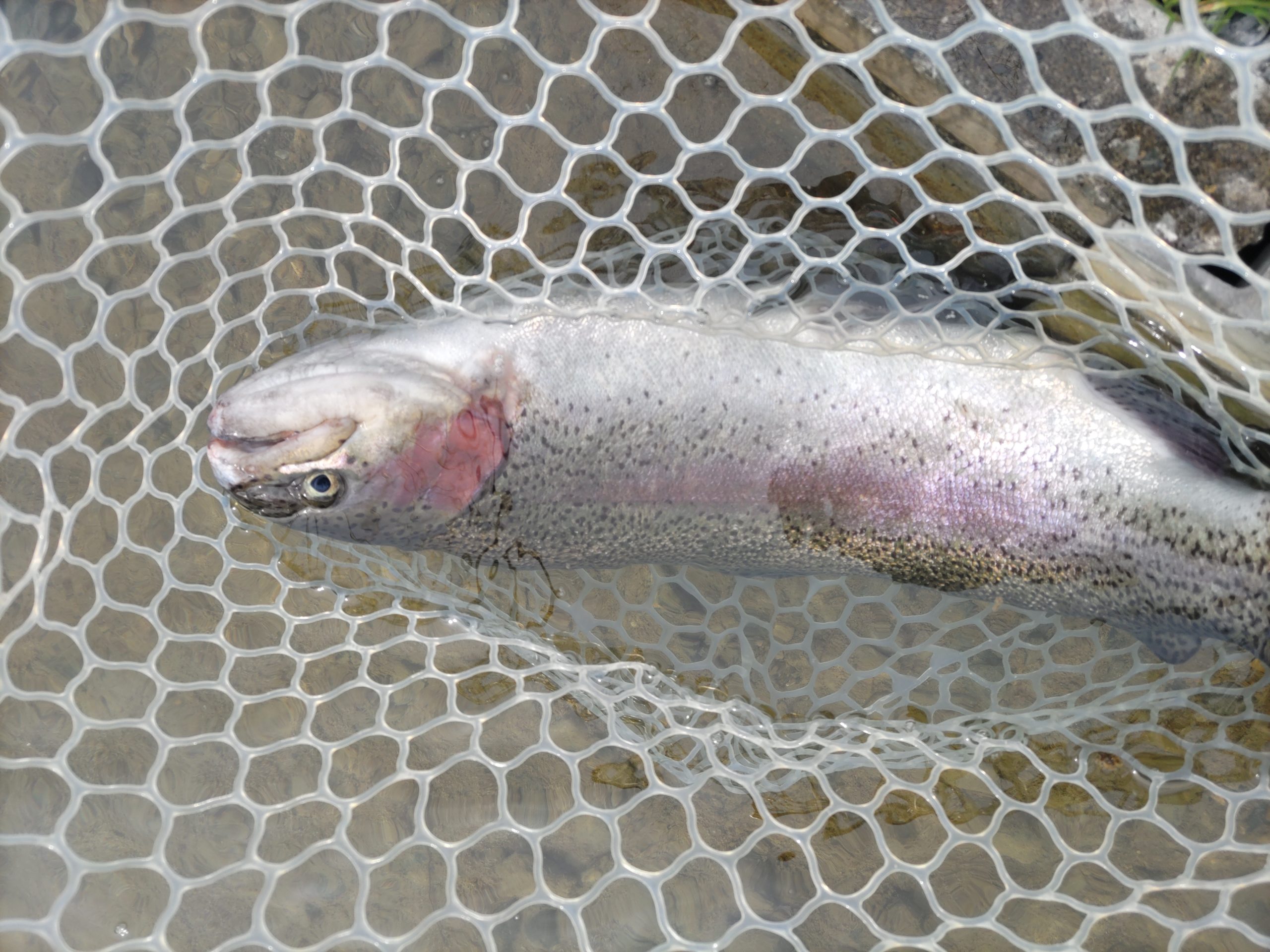 3月18日(水)　あきる野市　オザネールさん