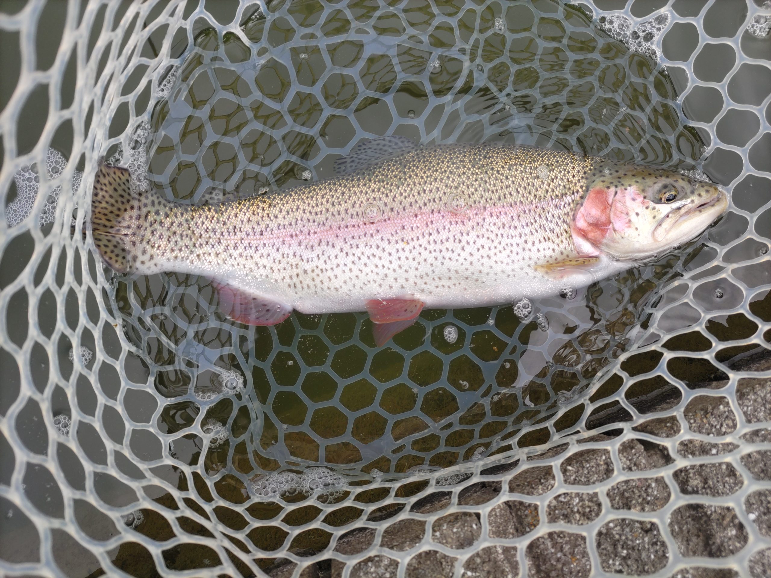 3月23日（月）あきる野市　オザネールさん