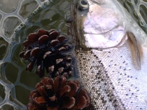 3月16日(月)　福生市　ミーナさん