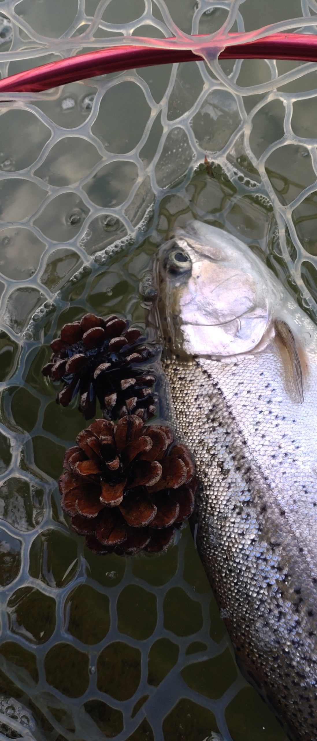 3月16日(月) 福生市 ミーナさん