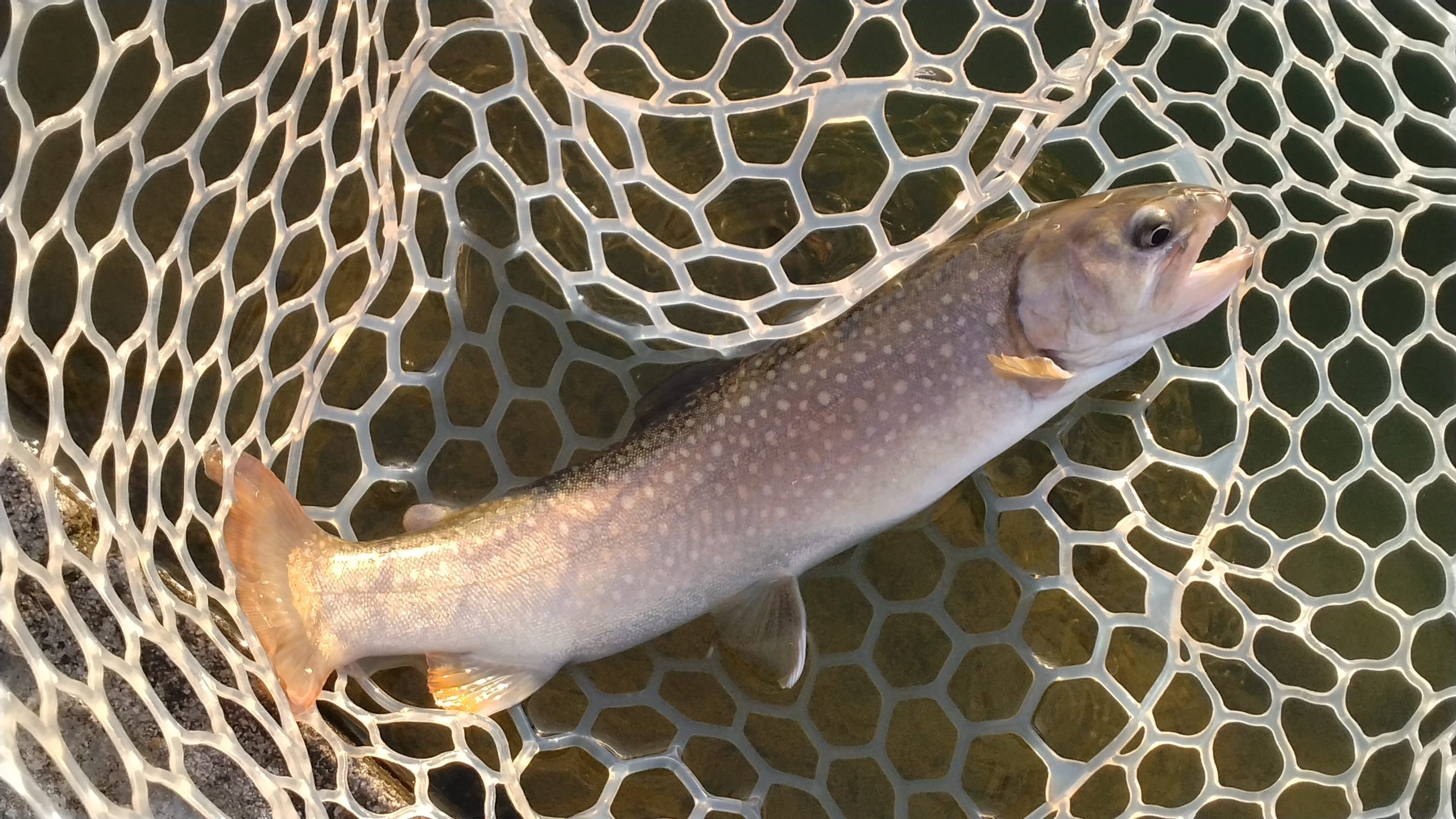 3月1日(日)三鷹市 くにザイルさん
