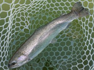 2月28日（土）日の出町　田村さん