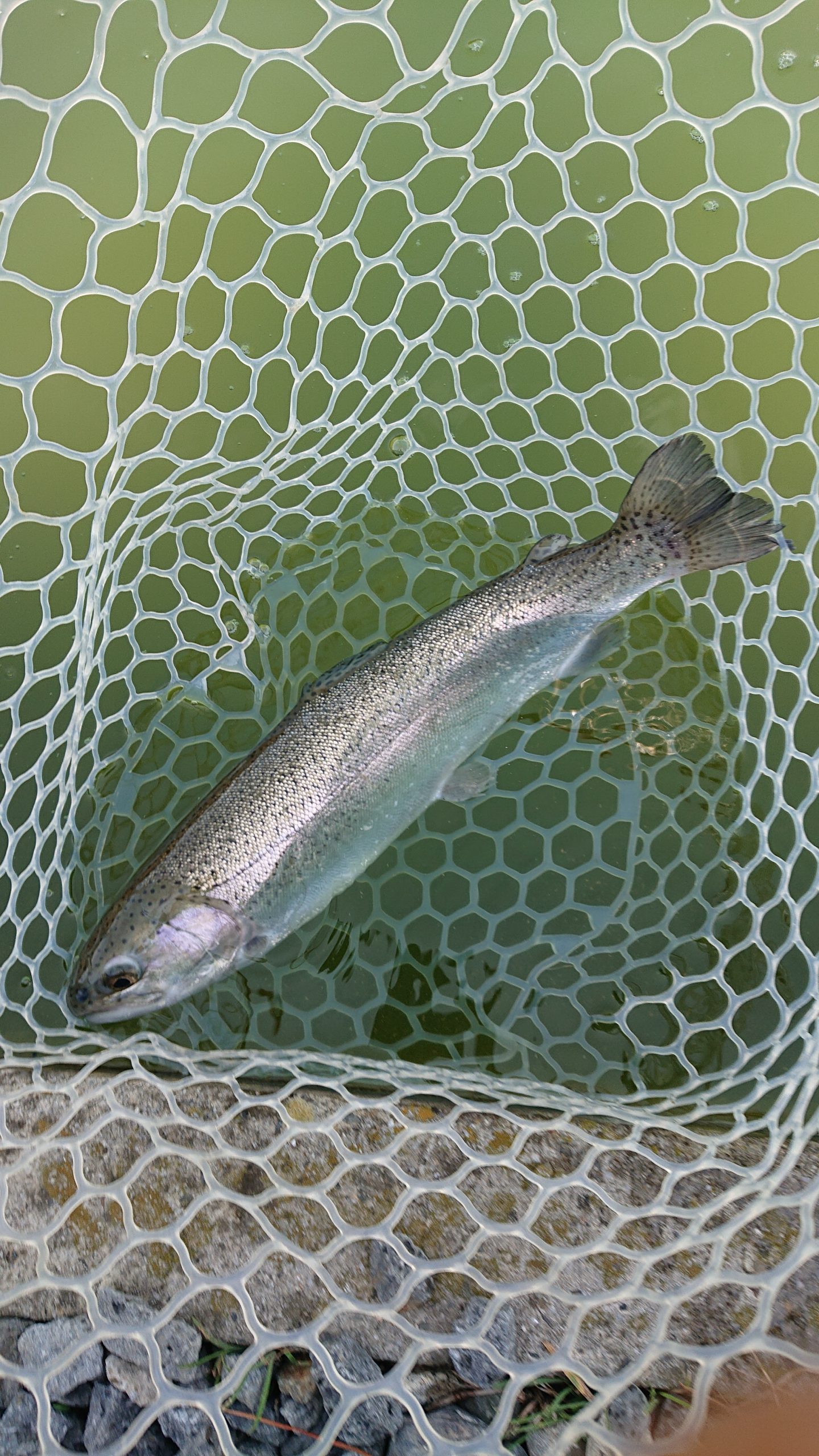 2月28日(土)日の出町 田村さん