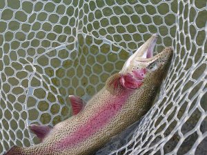 3月6日(金)　日の出町　田村さん