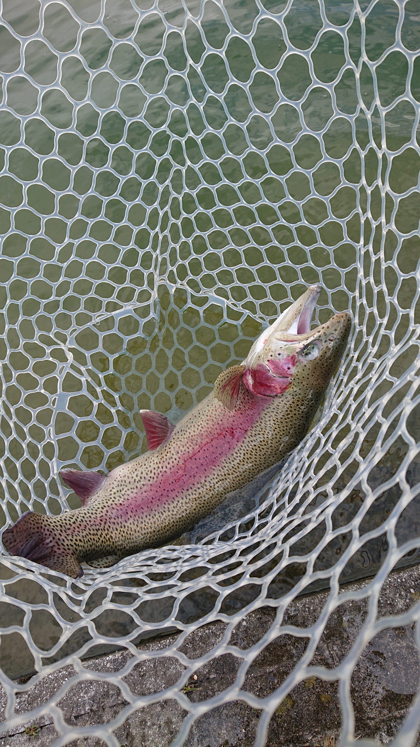 3月6日(金)　日の出町　田村さん