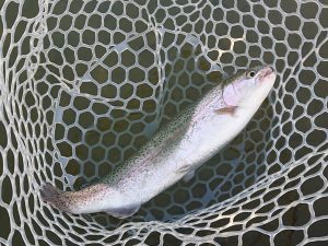 3月20日（金・祝）　日の出町　田村さん