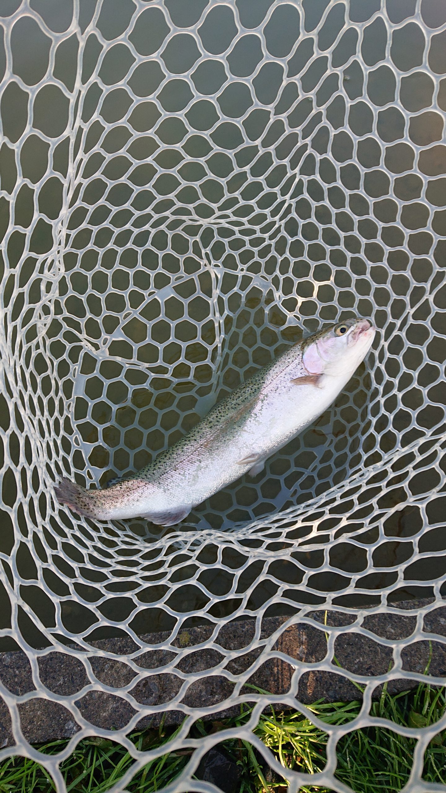 3月20日（金・祝）　日の出町　田村さん