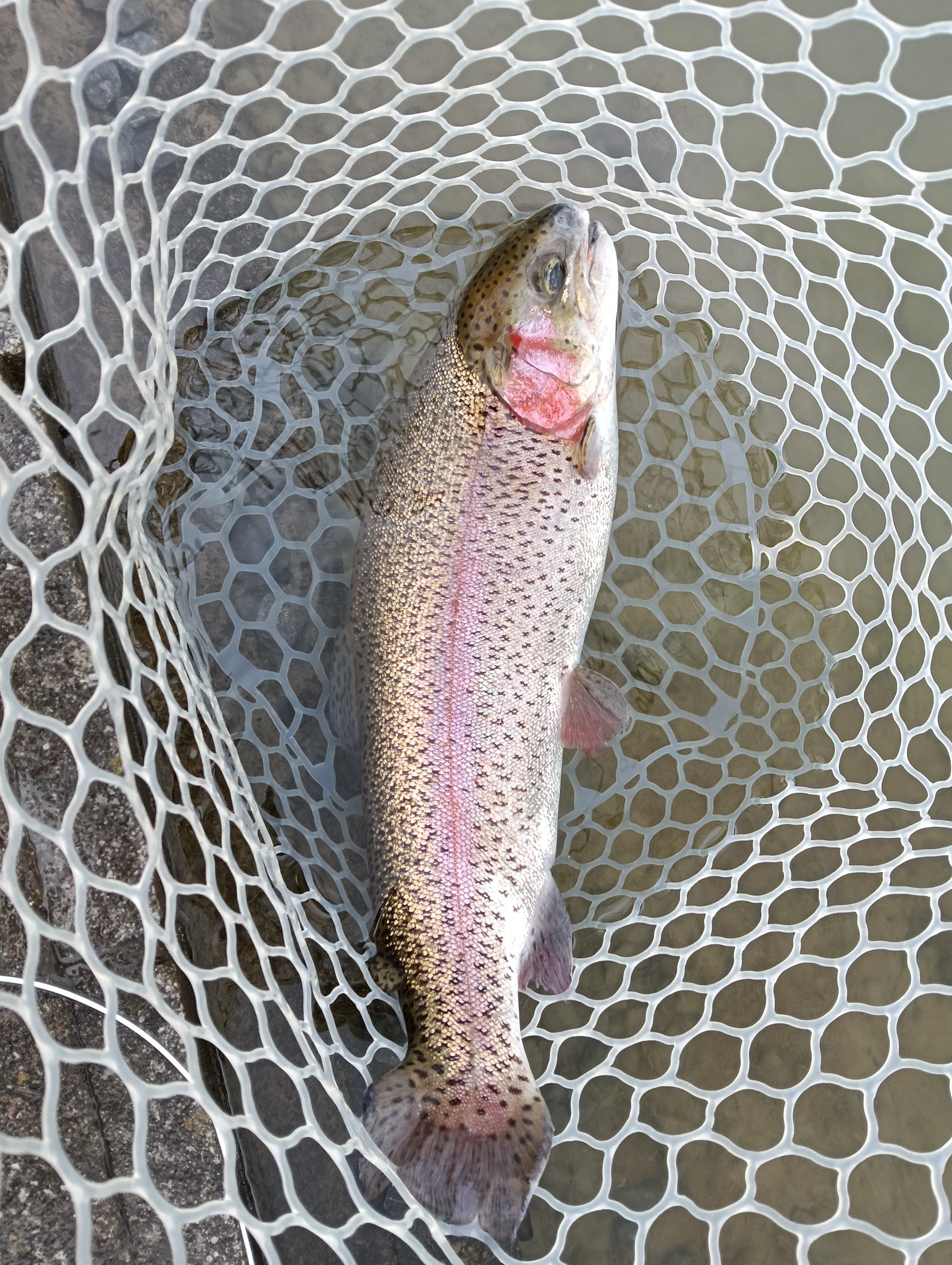 3月16日(月) 甘楽町 釣り馬鹿スーさん