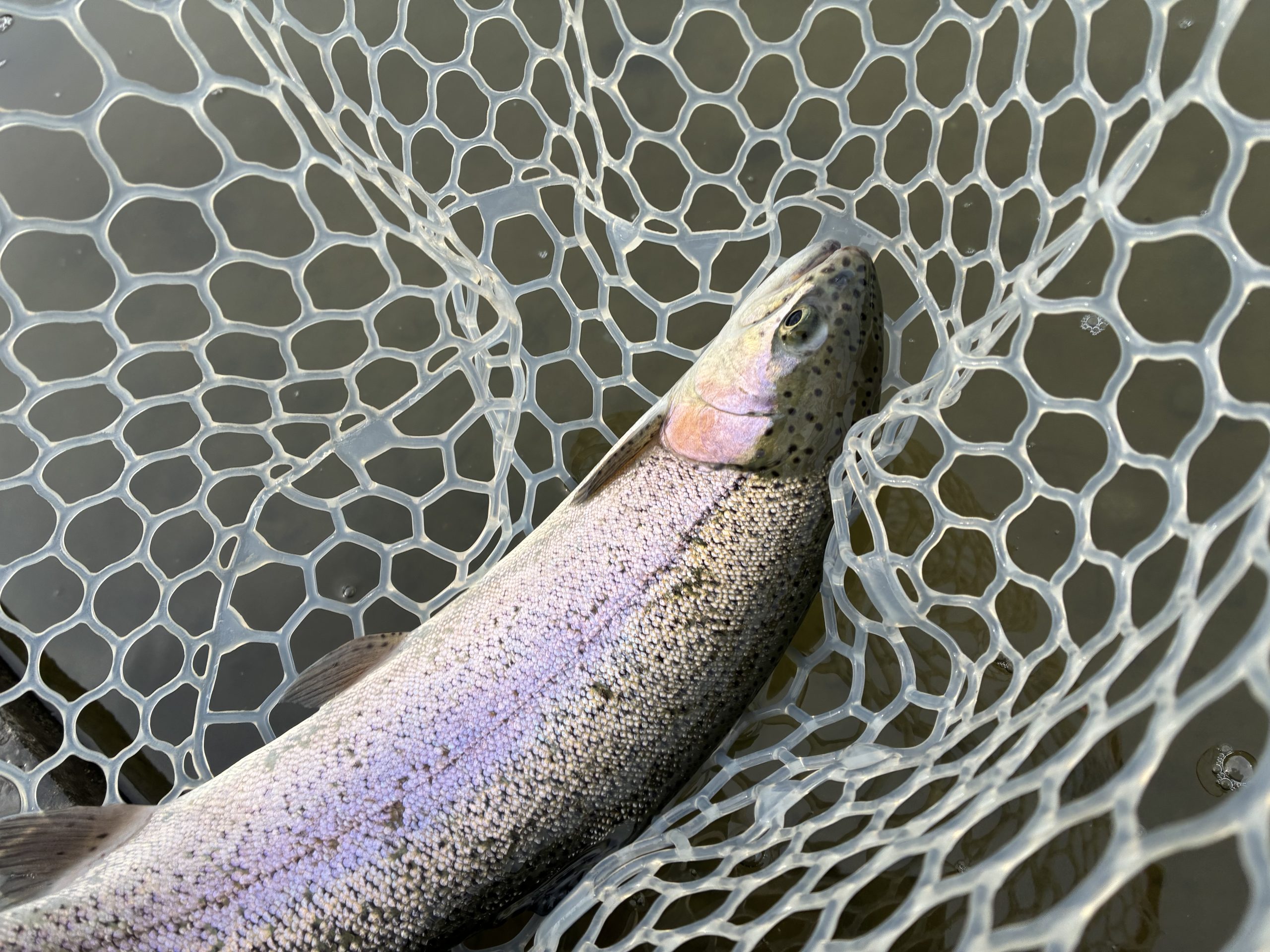 3月13日(金)　三芳町　cima cimaさん