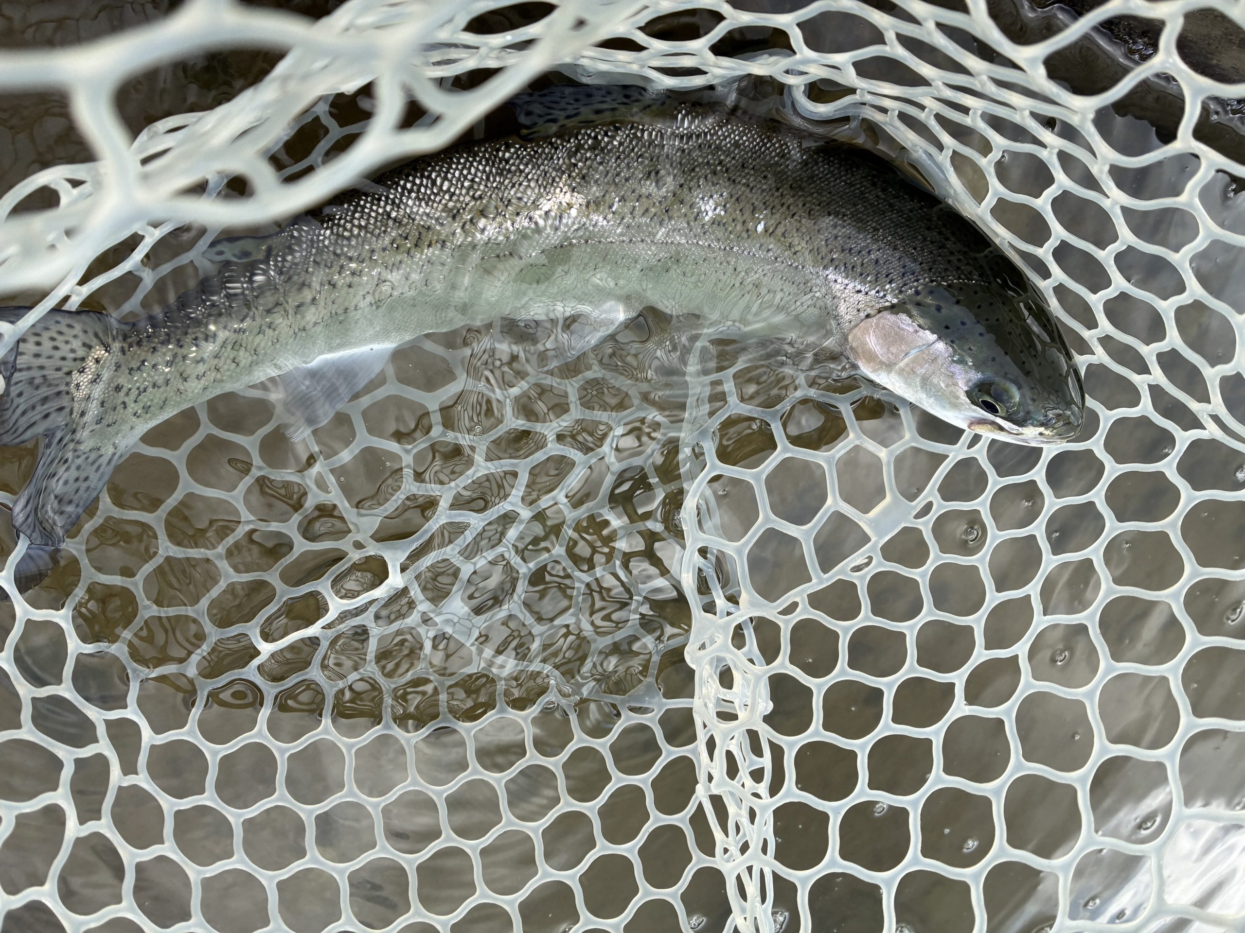 3月27日（金）三芳町　cima cimaさん