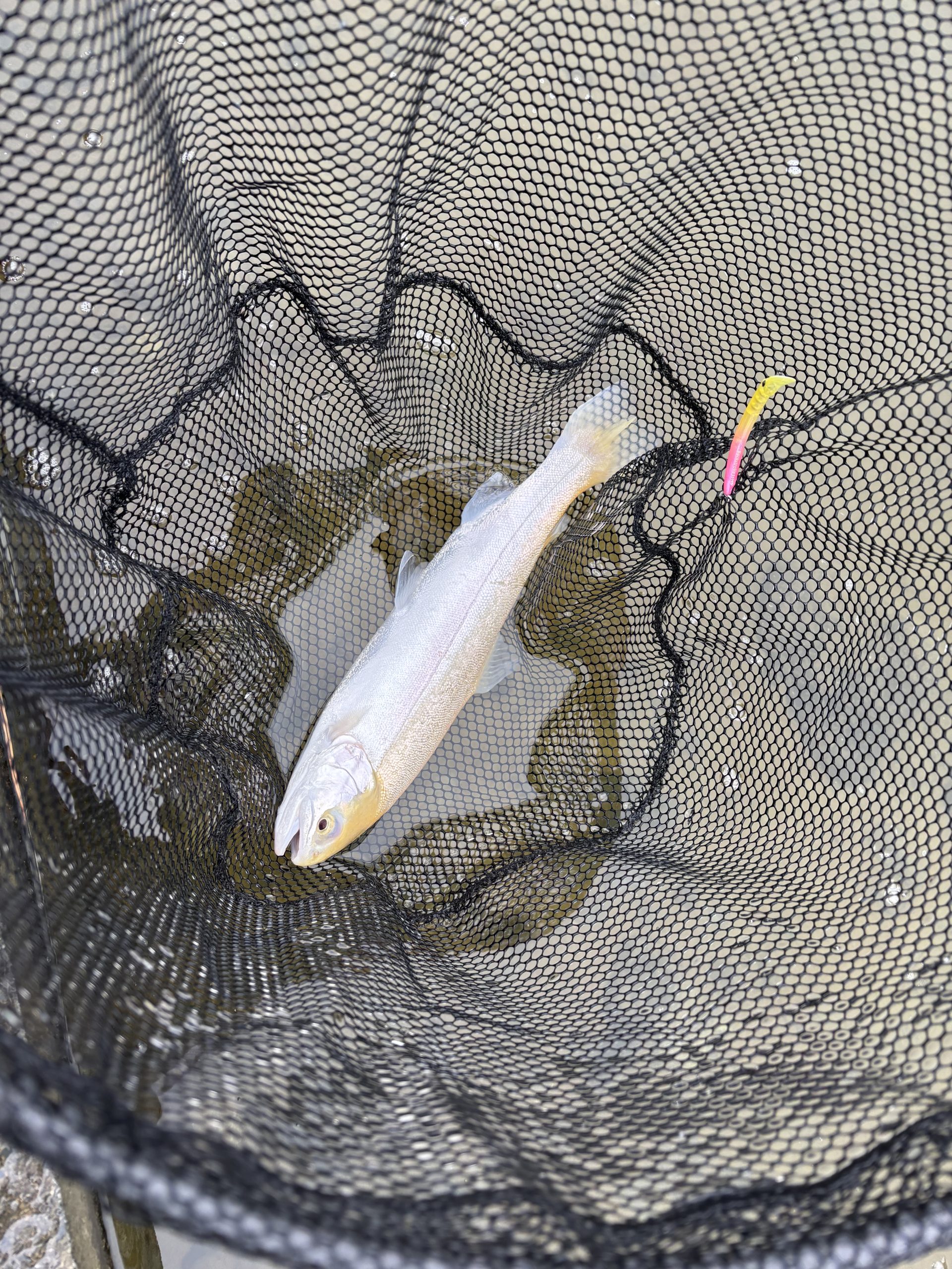 3月28日(土)　町田市　トヨシマさん