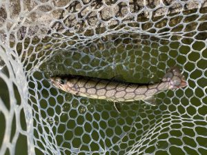 3月4日（水）越谷市　iwana107　さん