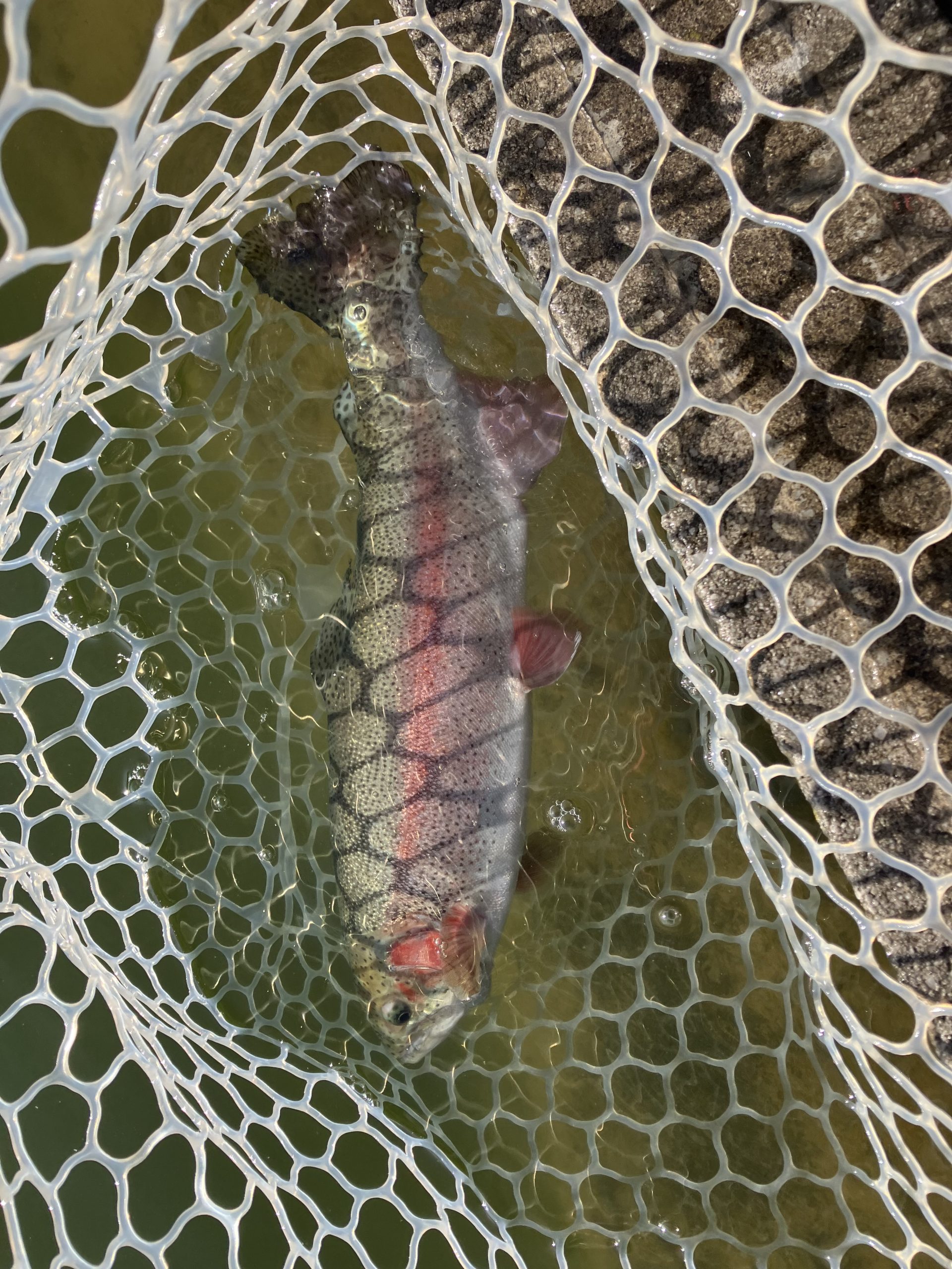 3月11日(水)　越谷市　iwana107さん