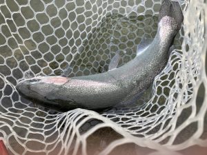 3月18日(水)　越谷市　iwana107さん