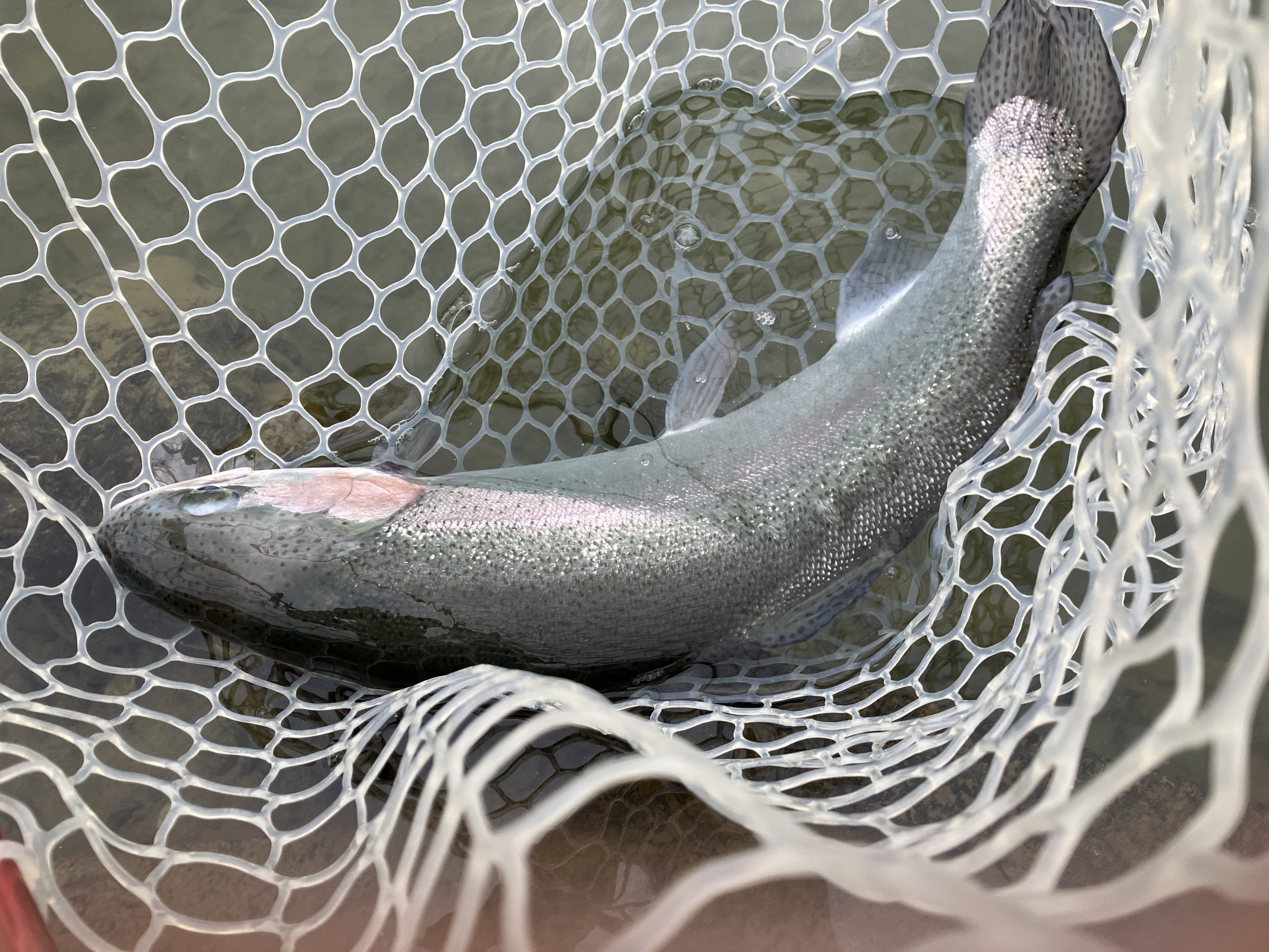 3月18日(水)　越谷市　iwana107さん