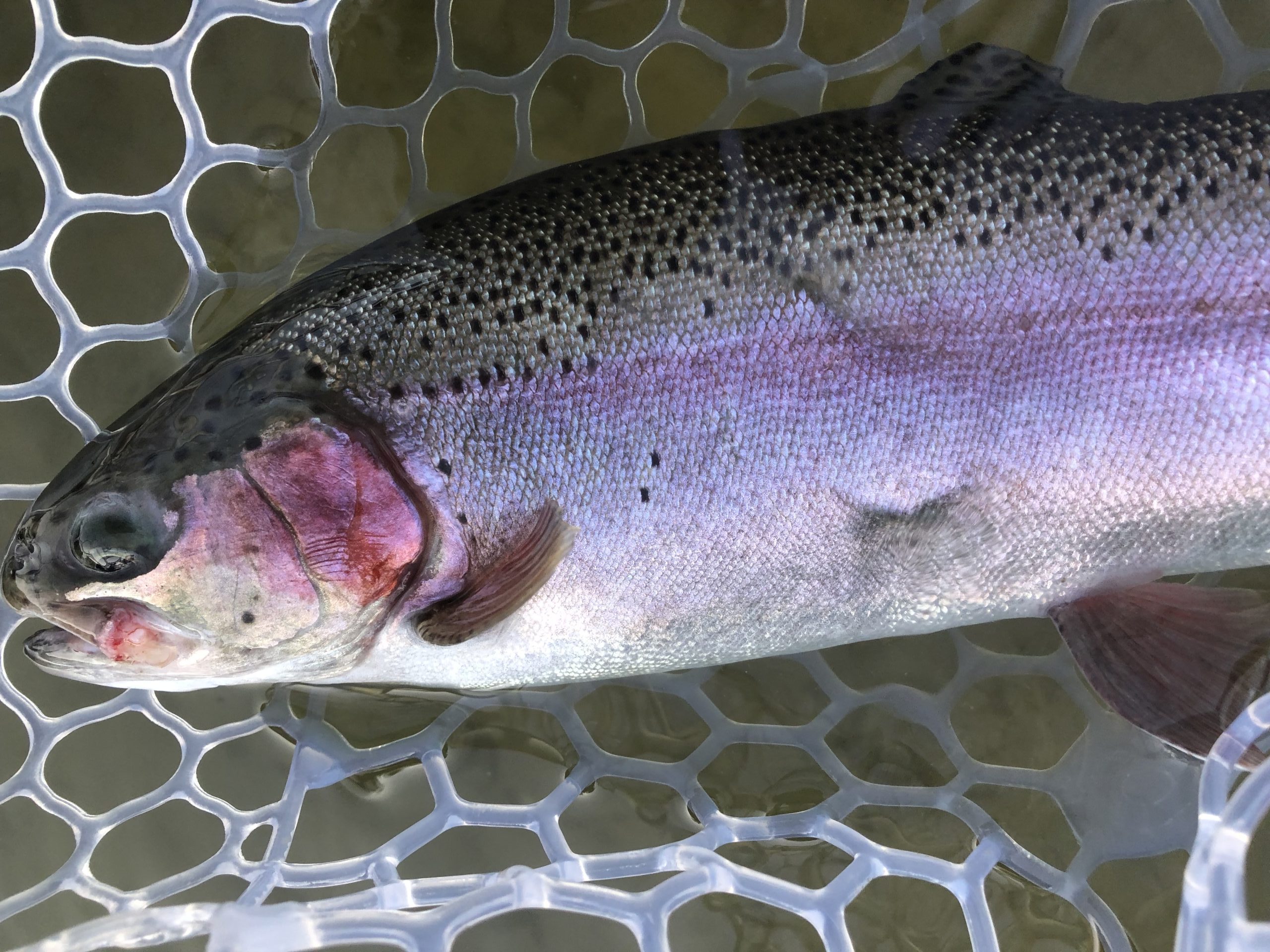 3月7日（土）八王子市　Mookie　さん