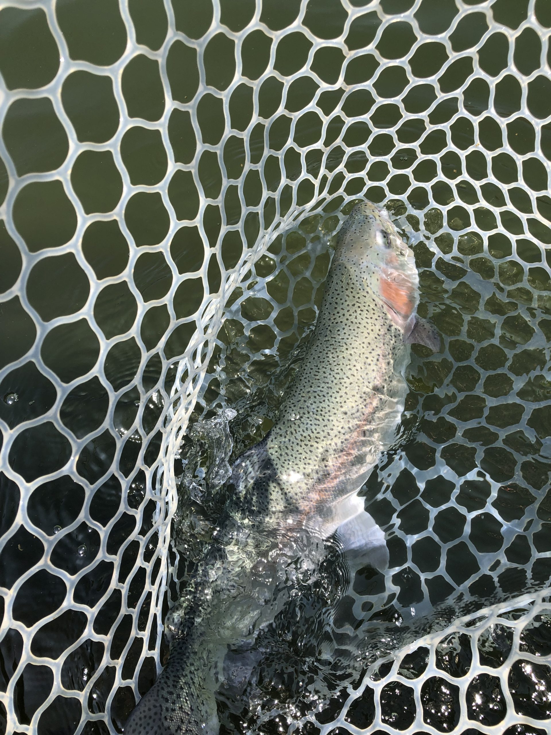 3月28日(土)　八王子市　Mookieさん