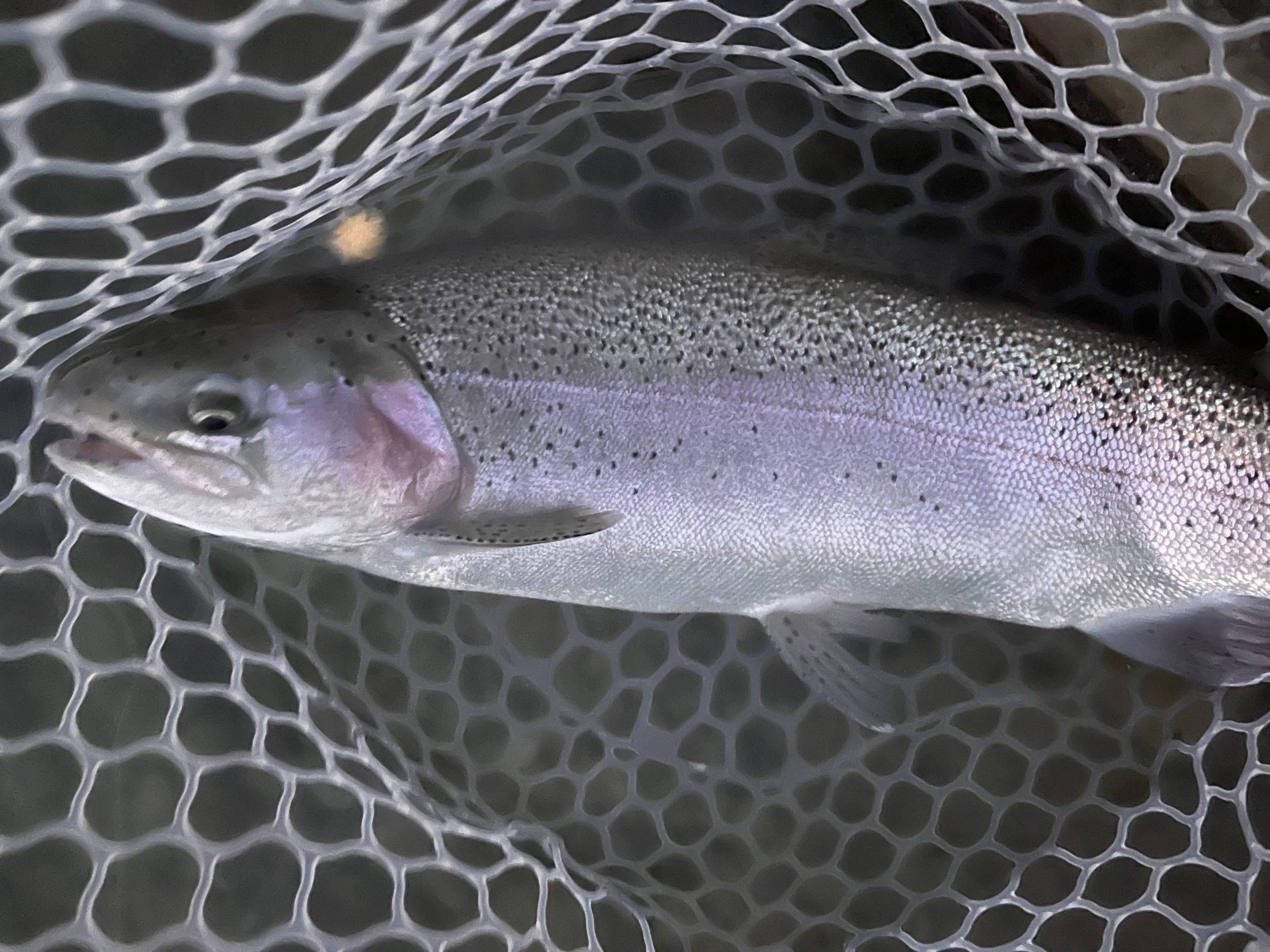 3月1日(日)小平市 しいたけさん