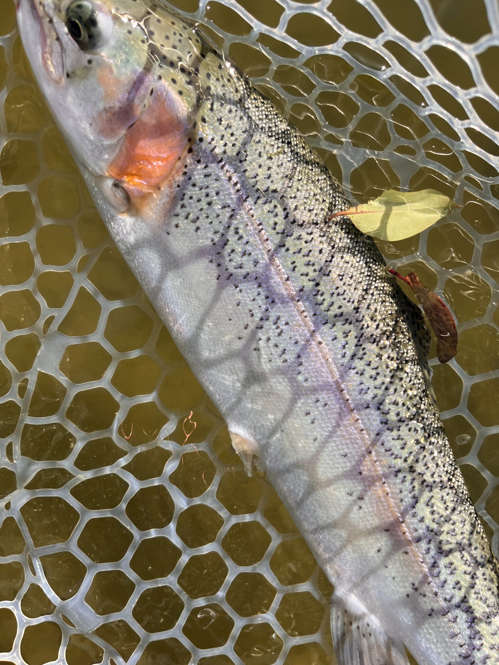 3月8日（日）小平市　しいたけさん