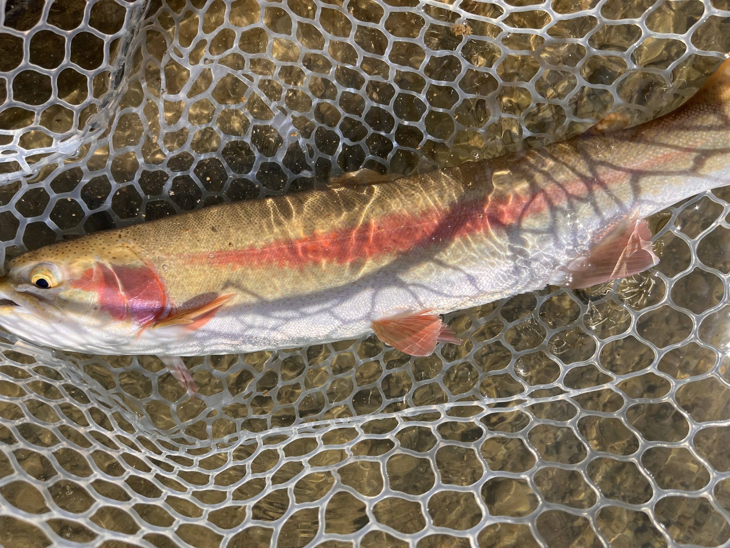 3月15日（日）小平市　しいたけさん