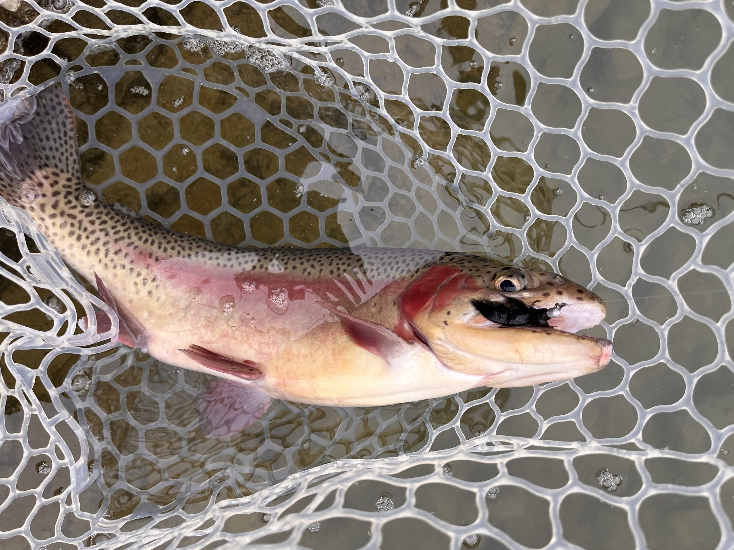 3月20日（金・祝）小平市　しいたけさん