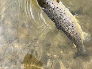 3月22日(日)　小平市　しいたけさん