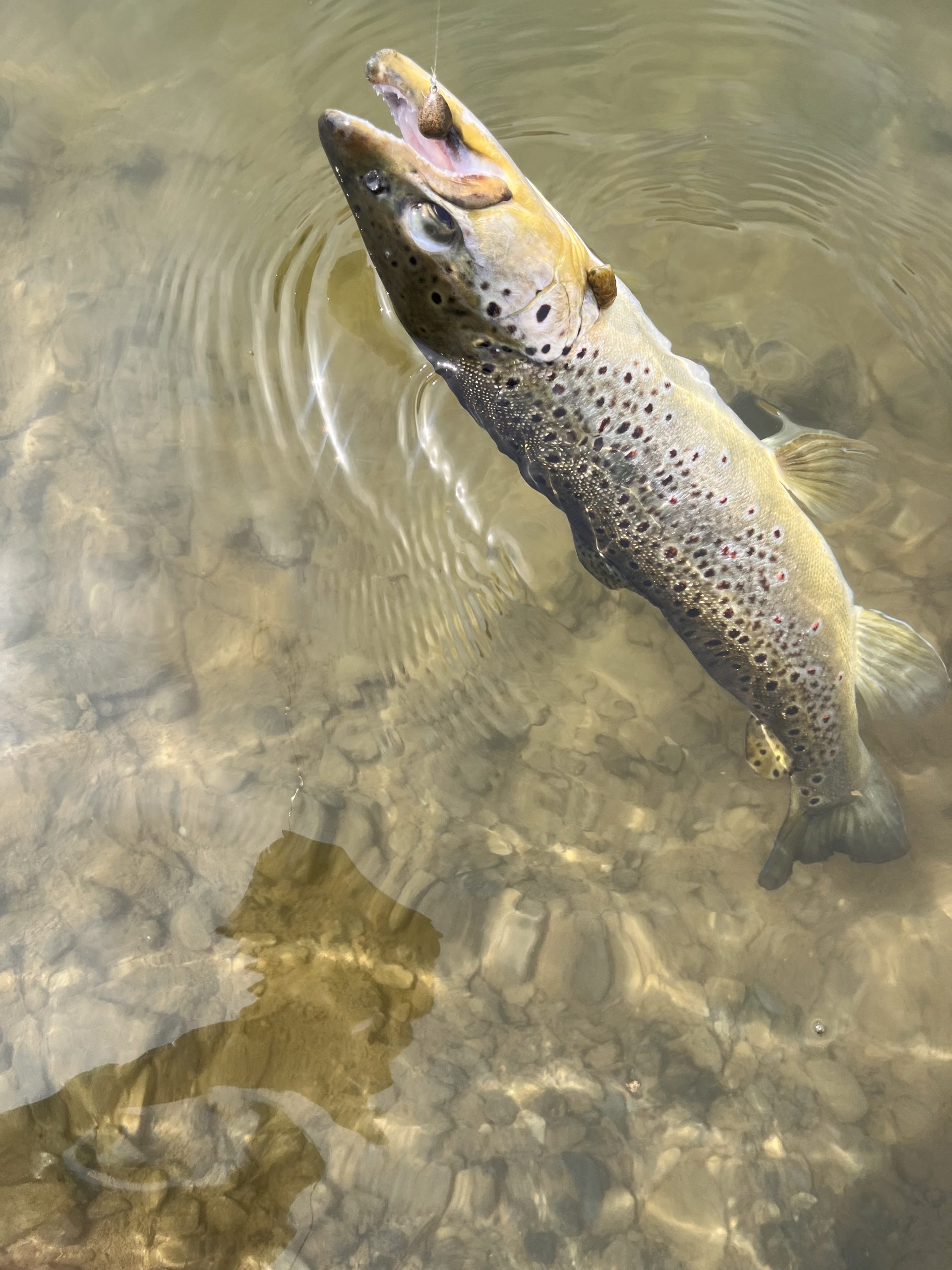 3月22日(日)　小平市　しいたけさん