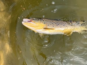 3月29日（日）小平市　しいたけさん